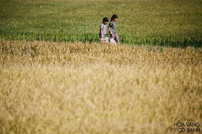 Cánh đồng lúa chín Tuy Hoà trong bộ phim đình đám "Tôi thấy hoa vàng trên cỏ xanh"